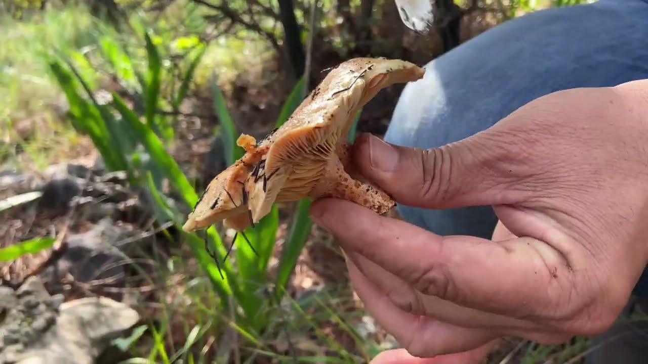 Kanlıca Mantarı (Çıntar) Avı