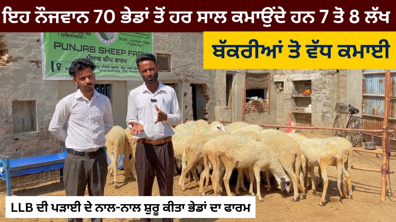 #sheepfarming ਇਹ ਨੌਜਵਾਨ 70 ਭੇਡਾਂ ਤੋਂ ਹਰ ਸਾਲ ਕਮਾਉਂਦੇ ਹਨ 7 ਤੋ 8 ਲੱਖ