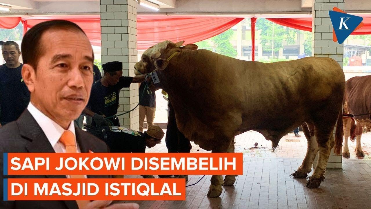 [FULL] Momen Sapi Jokowi Berontak Saat Akan Disembelih di Masjid Istiqlal