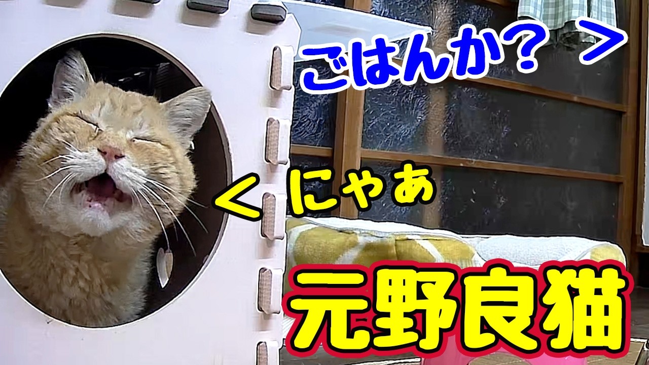 よく おしゃべり するようになりましたが…【元野良猫】
