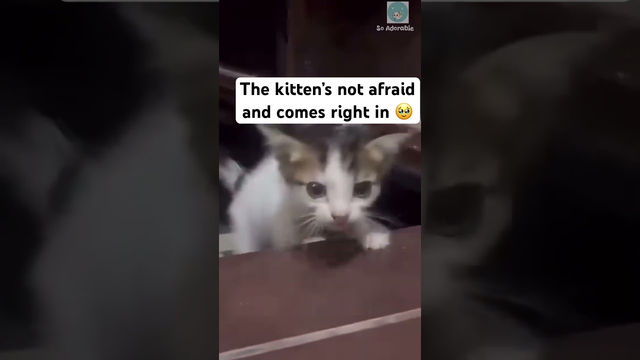 Cat mom leaves her kitten to a good home 🥹 
