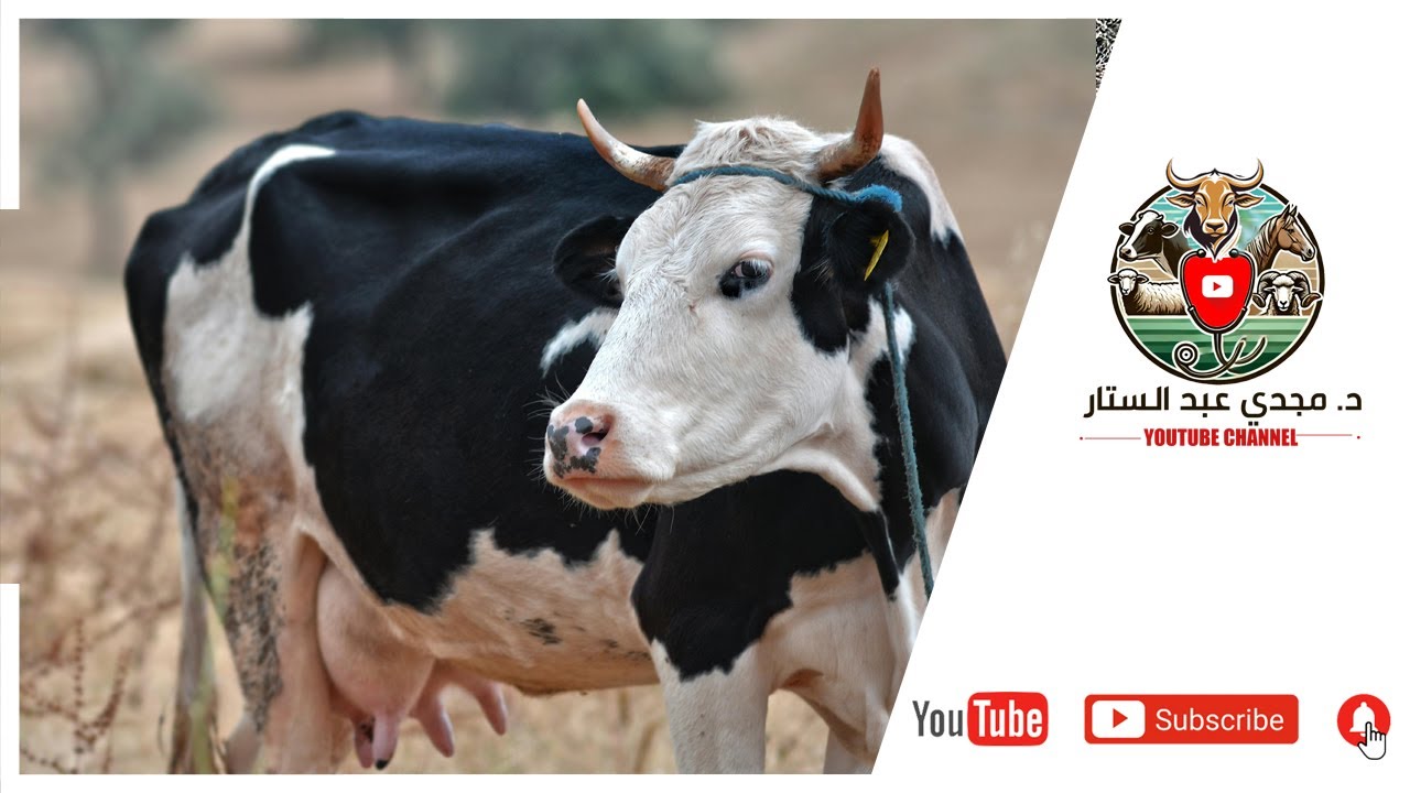 cow rumination عمليه الاجترار فى الحيوانات ودورها فى عمليه الهضم