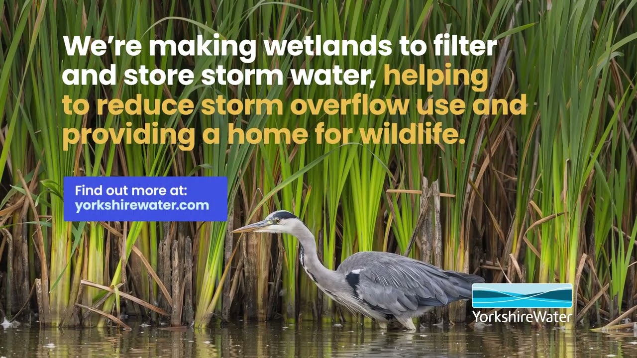 We're making wetlands to filter and store stormwater...