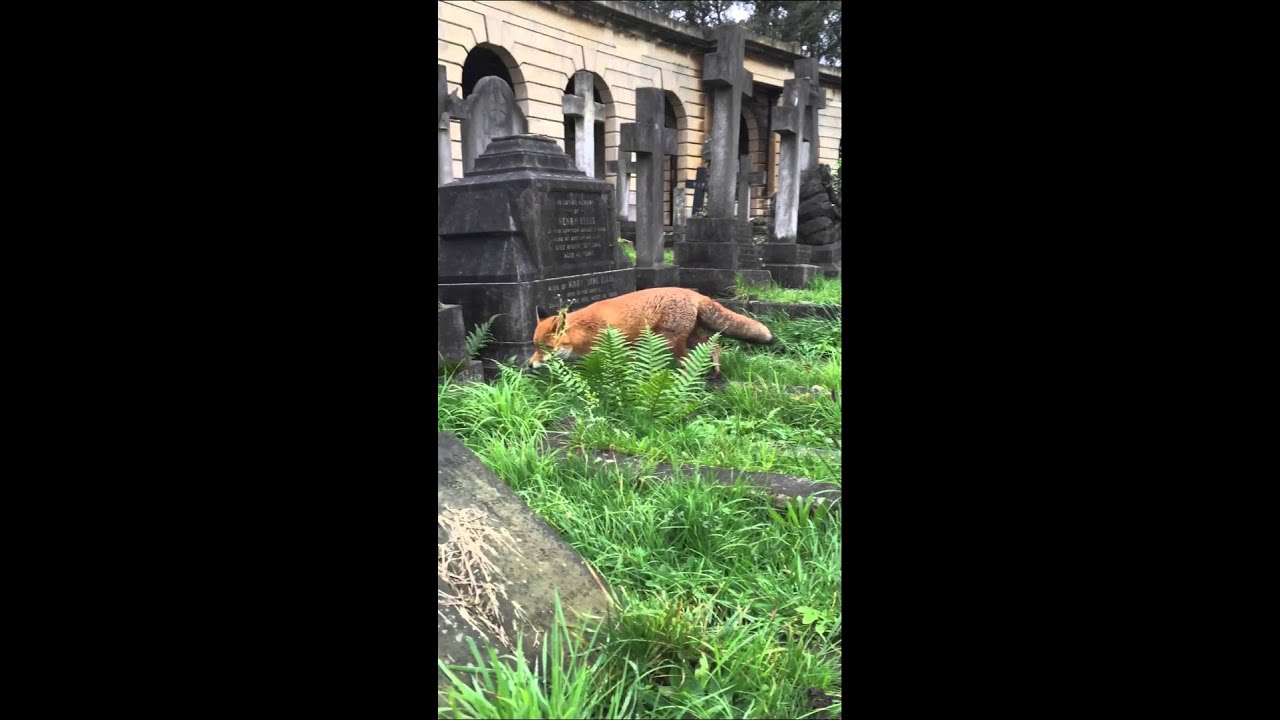 Fox in Brompton Cemetery