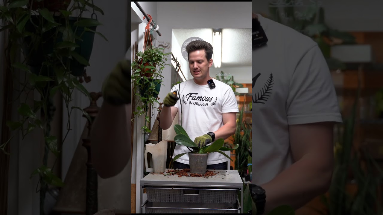 What orchid method do you prefer? #orchids #houseplants