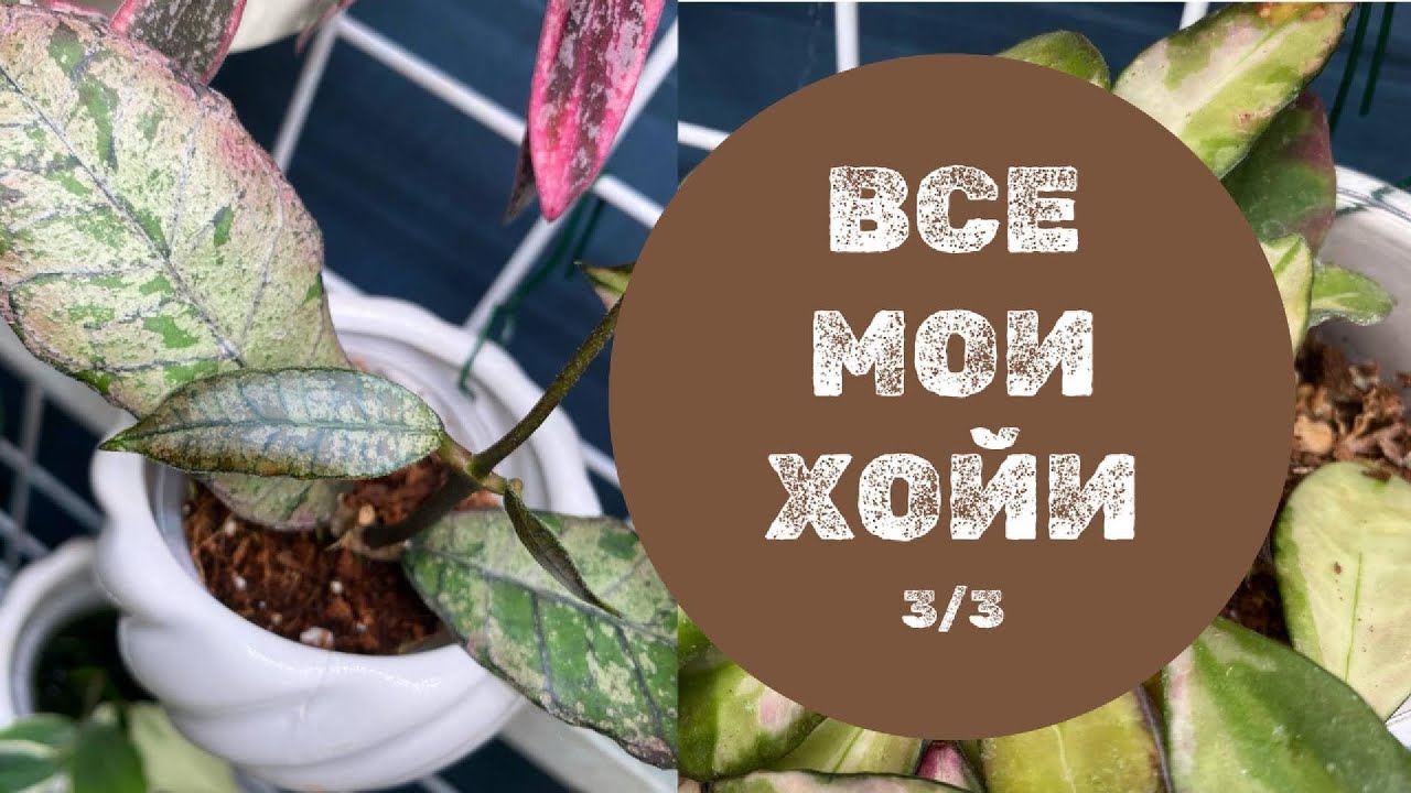 Все мои хойи. Обзор-подчсчёт. Часть 3