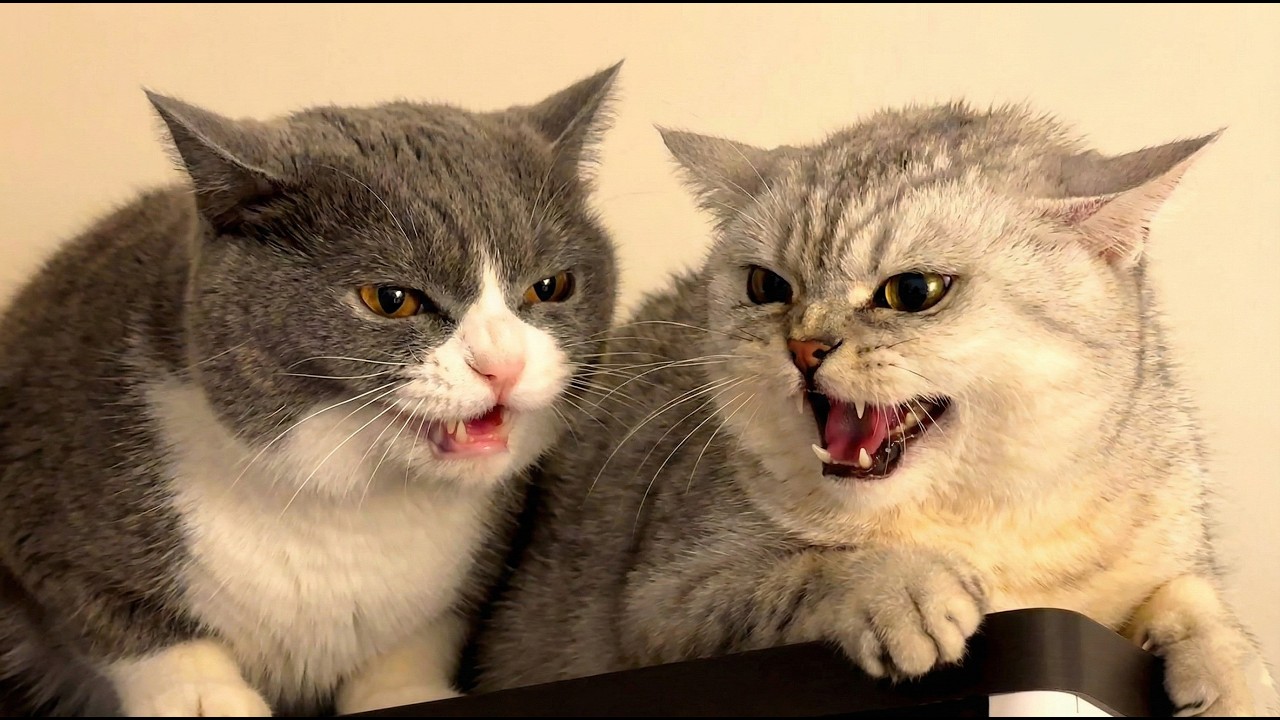 Angry Cats Caught on Camera 😹 Funniest Cat Reactions