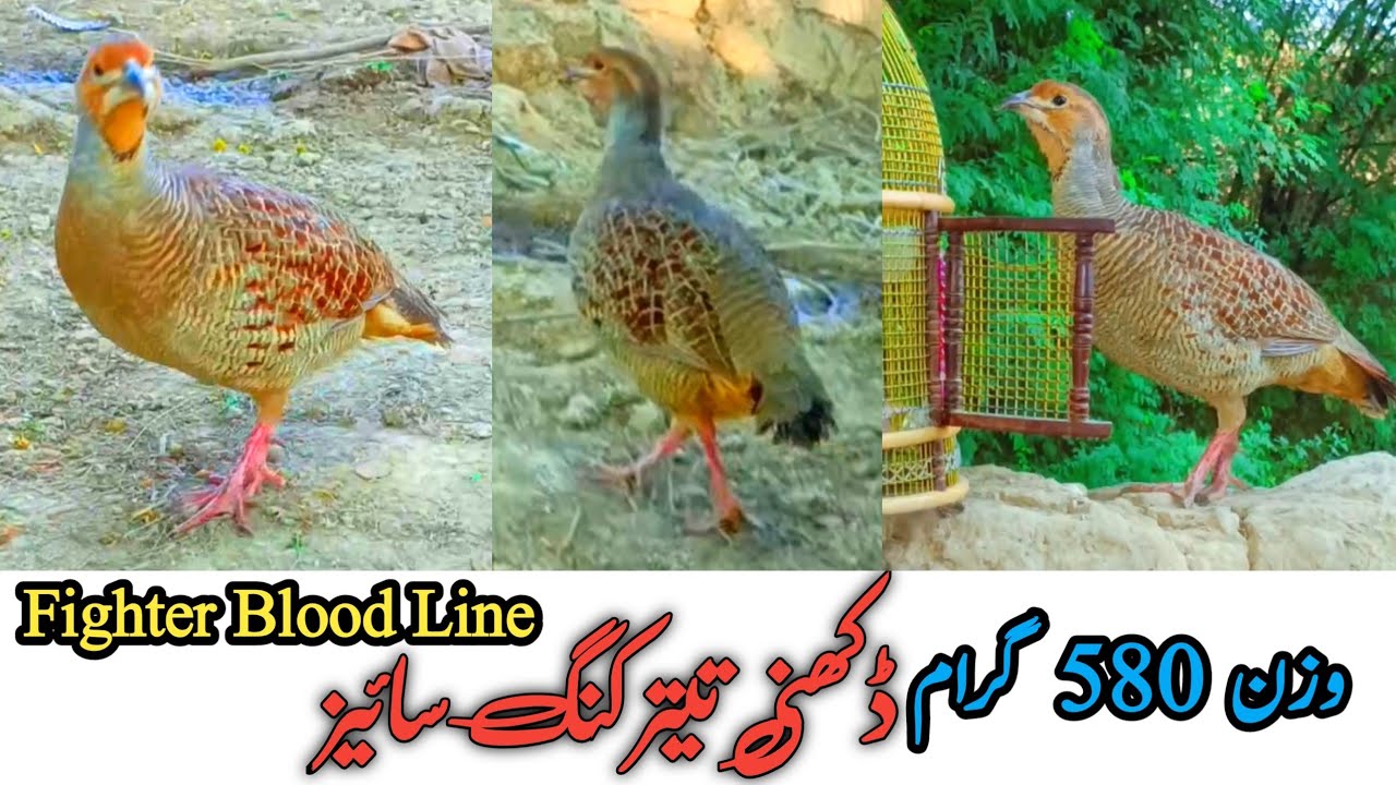 Sindhi Dakhni Teetar For Sale | Grey Francolin Voice | Fighter Teetar Full Size