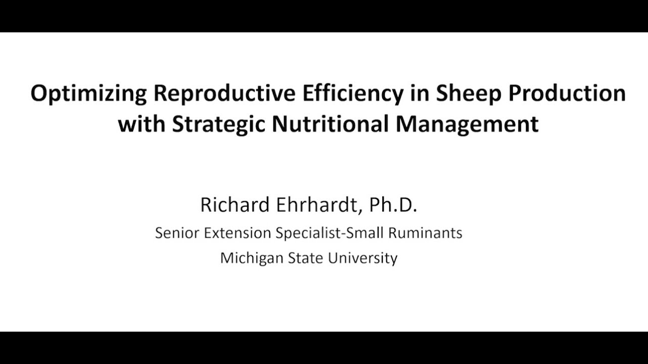 Optimizing Reproductive Efficiency in Sheep Production with Strategic Nutritional Management