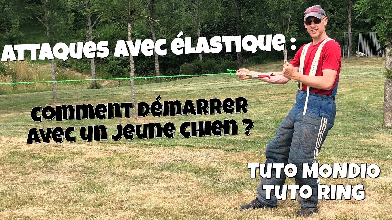 Attaques à l’élastique : Comment démarrer avec un jeune chien ? Tuto ring - tuto mondio - techniques