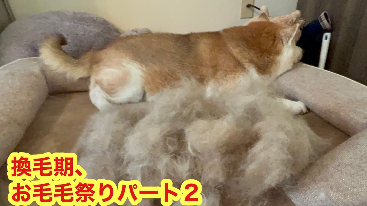 柴犬貴教！換毛期！お毛毛祭りパート2