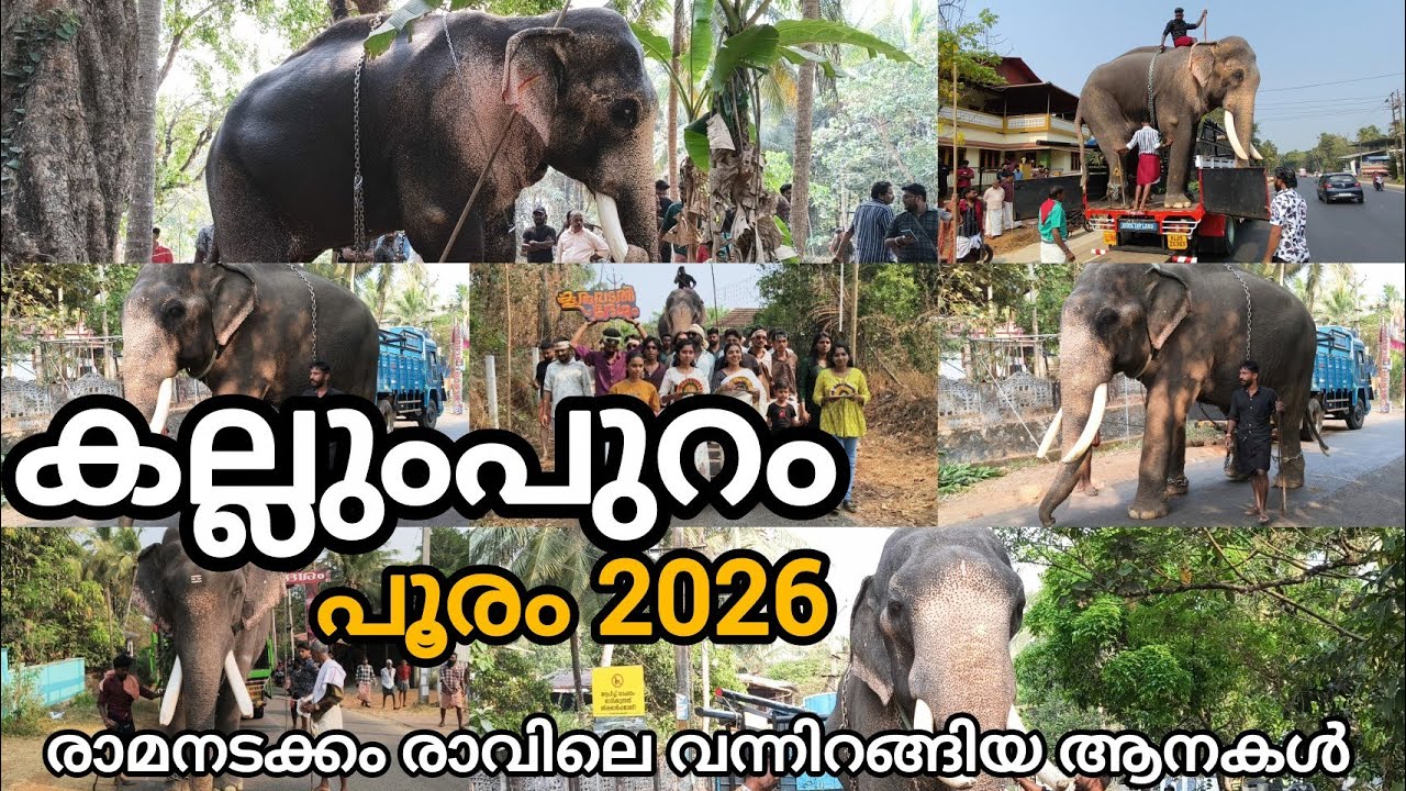 കല്ലുപ്പുറം കടവല്ലൂർ മുത്തി ഭഗവതി പൂരം രാമനടക്കം രാവിലെ വന്നിറങ്ങിയ ആനകൾ#Kallumpurampooram2026