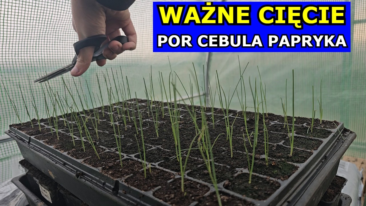 Ważne Cięcie Rozsady Pora, Cebuli, Papryki, Pomidora. Jak i Kiedy Ciąć, Uprawa. Rozsadnik Warzywny.