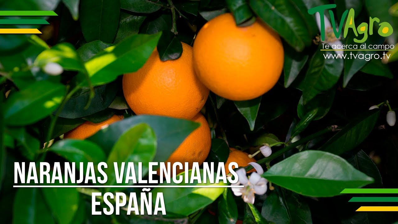 Naranjas Valencianas - España - TvAgro por Juan Gonzalo Angel
