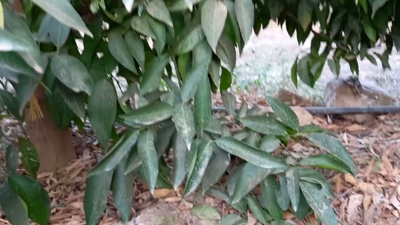 خدمة_مزارع_الكلومنتين_فترة_التحجيم🌿🍊🌳