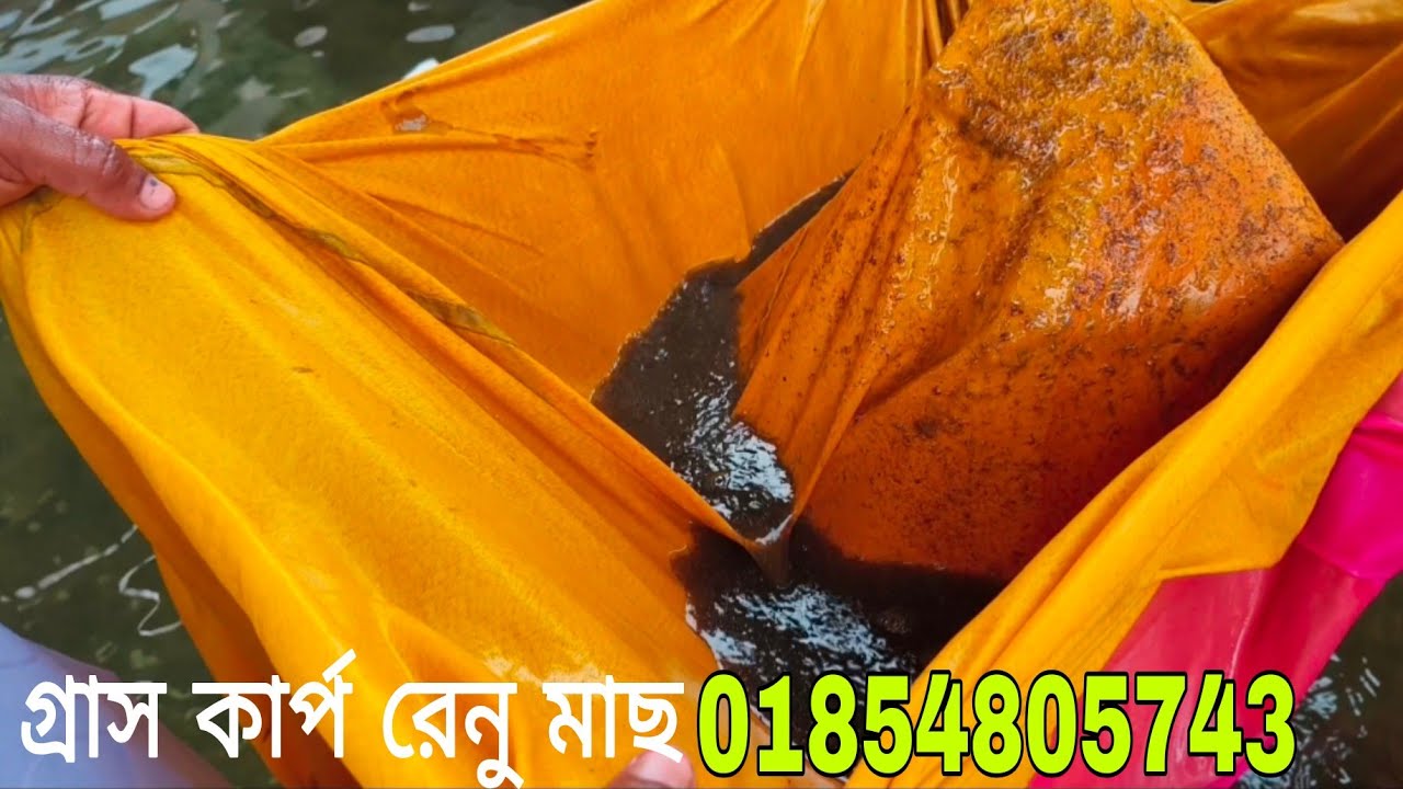 গ্রাস কার্প রেনু থেকে পোনা করার সম্পূর্ণ পদ্ধতি || Grass Cup Fish Egg Rinu ||