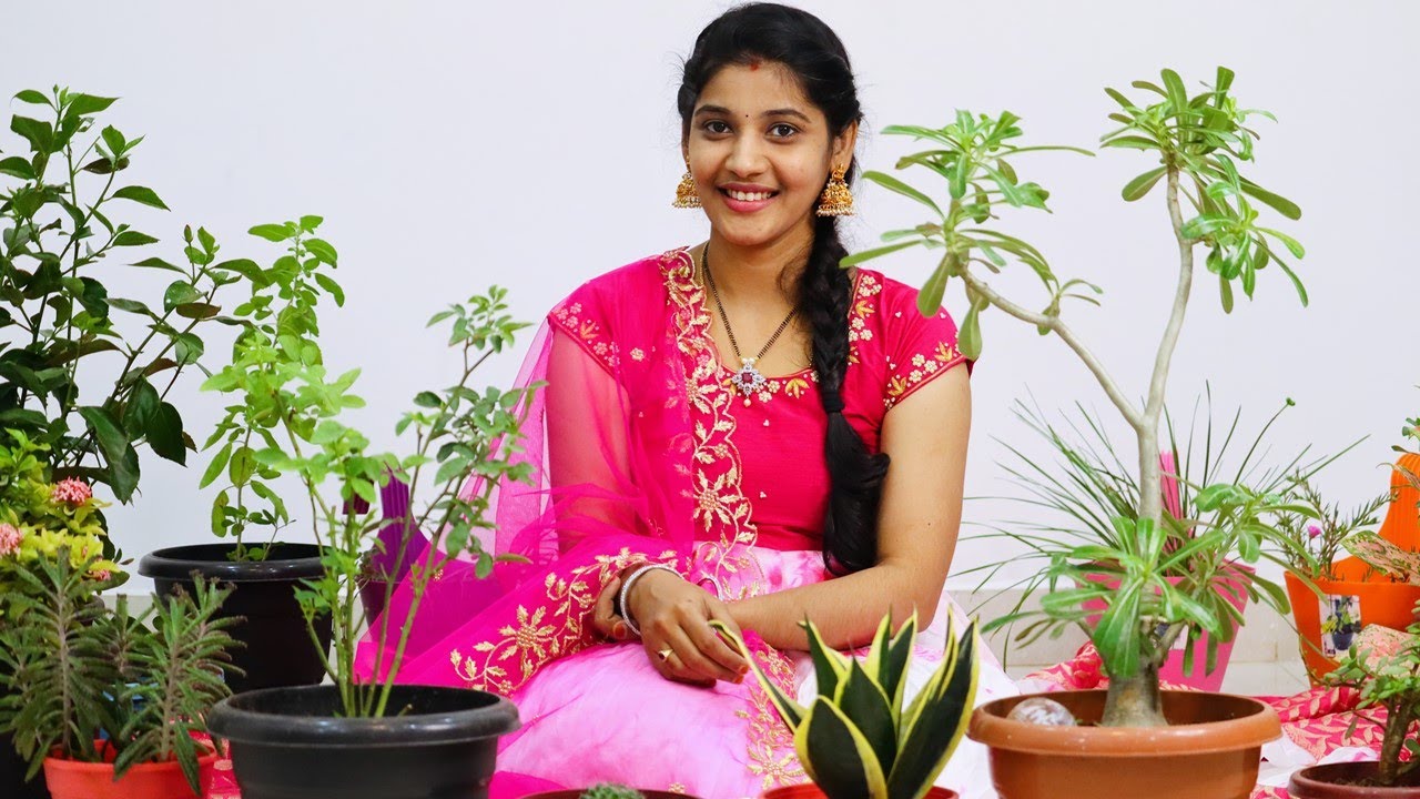 బాల్కనీ కోసం తెచ్చిన కొత్త మొక్కలు🤩మొక్కల గురించి నాకు తెలిసిన టిప్స్👍How To Choose Plants For Home