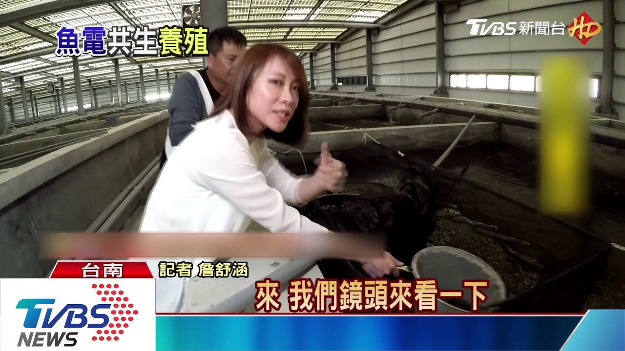 超難養筍殼魚　台南業者成功室內養殖