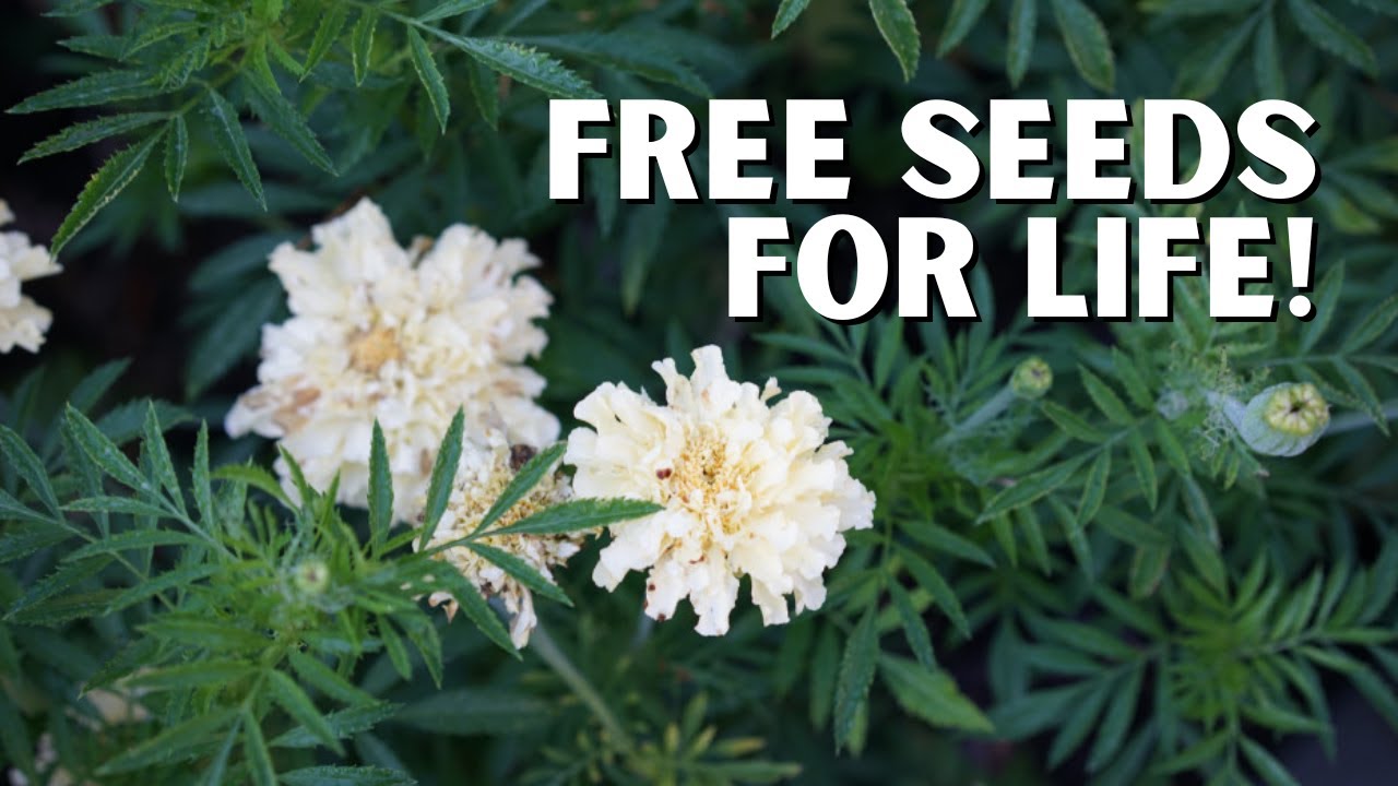 How to Save Marigold Seeds