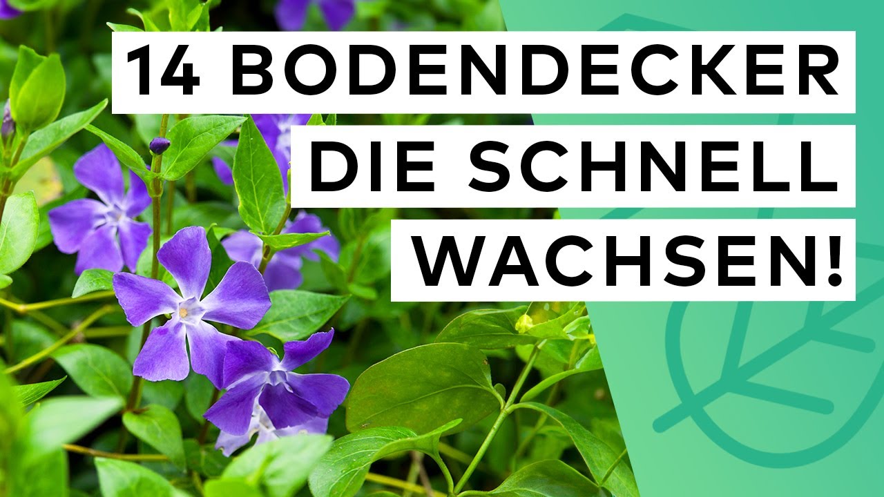 14 Bodendecker - SCHNELLWACHSEND & PFLEGELEICHT ✅