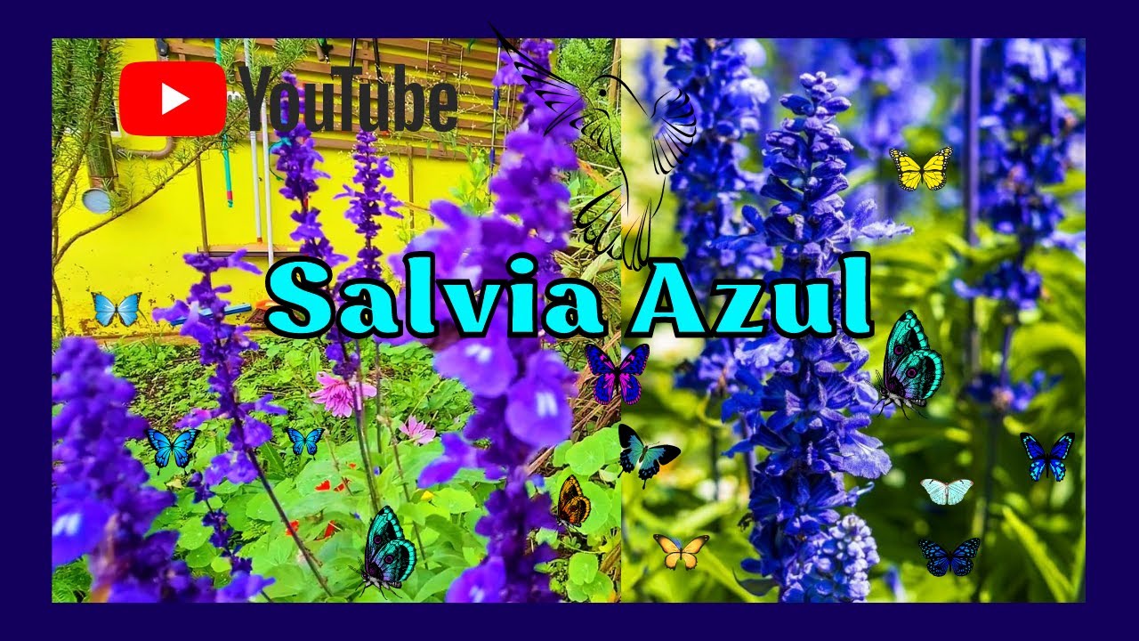 Como plantar Salvia Azul