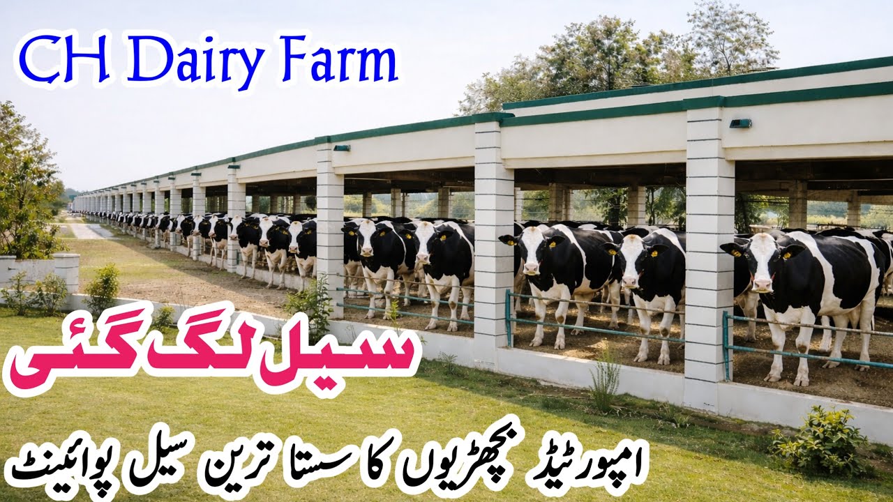 CH Dairy Farm | Big Sale Alert 🚨 Imported HF Heifers at Lowest Price | Best Imported in Pakistan 