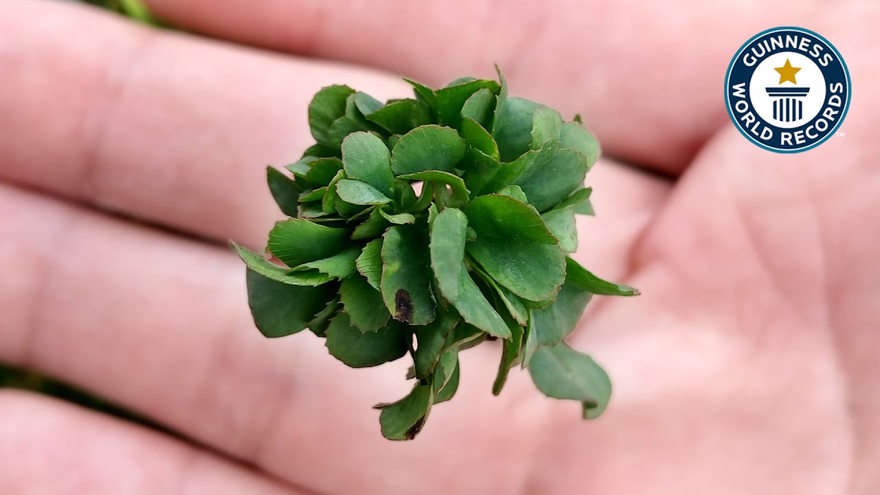 Most Leaves On A Clover - Guinness World Records