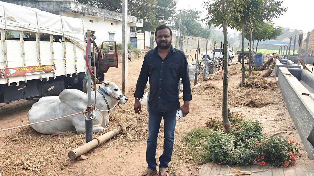 కాసన్నేని రాజాచౌదరి గారి షెడ్ వీడియో#viralvideo#trendingvideo#shortvideo#youtubevideos#bullfarm#love