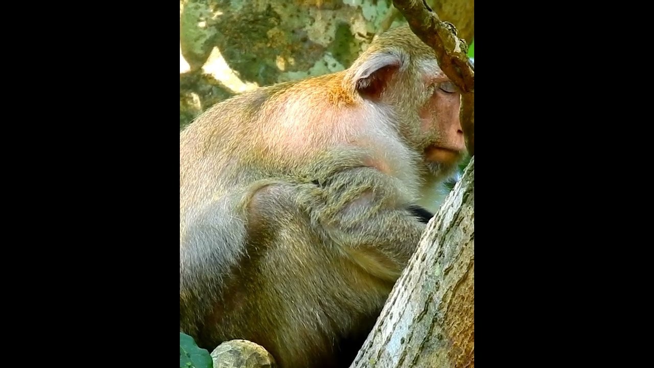 Amazing cute baby monkey 2023