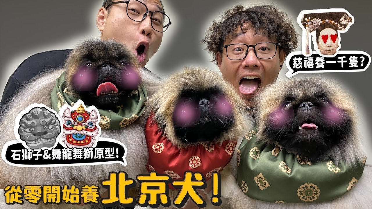 【從零開始養】北京犬!慈禧太后為何養1000隻?平民養會被砍頭?德爺超愛像笑笑羊?像拖把?跟可卡犬一樣難顧?【許伯簡芝】京巴?哈巴狗?Pekingese dog