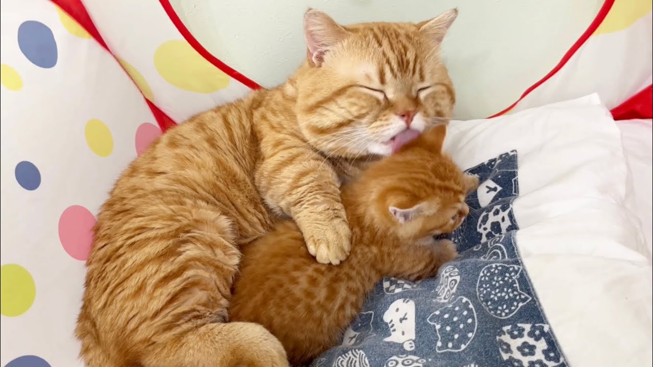 我が子を愛する父猫の最高に可愛い姿に泣き笑い💓 #子猫 #猫 #マンチカン