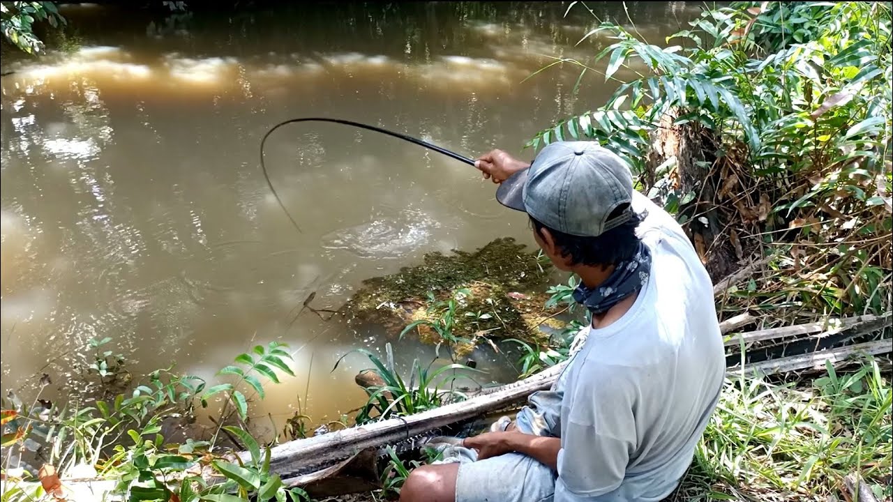 PANEN STRIKE.!!! MANCING PAKAI BUAH KELAPA SAWIT. SEKALI COBA PASTI KETAGIHAN