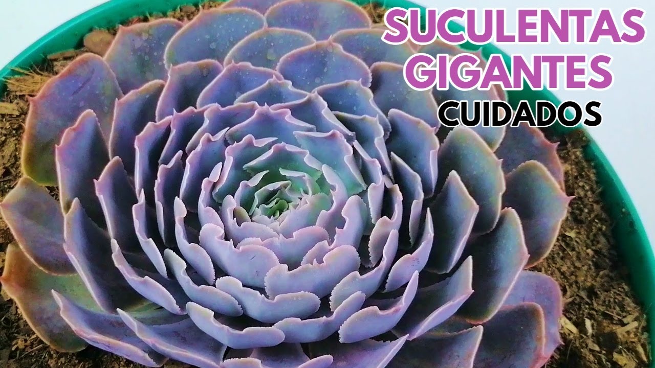 como cuidar suculentas gigantes para que crezcan enormes suculentas donsuculento