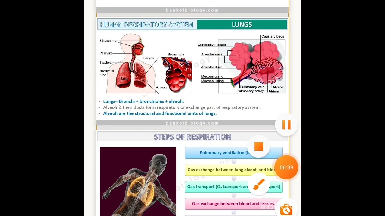 Class-11 Biology Ch-17 Breathing and exchange of gases part-1