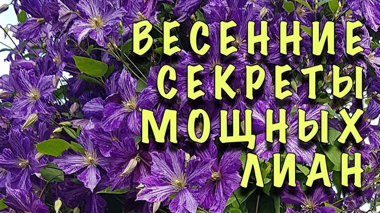 КЛЕМАТИСЫ ПРЕВРАТЯТСЯ В МОЩНЫЕ ЛИАНЫ! Сделайте ТРИ ПРОСТЫХ ШАГА ВЕСНОЙ