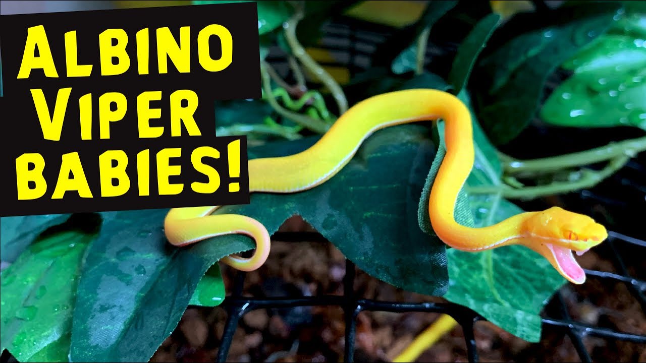 ALBINO VIPER BABYS BORN!