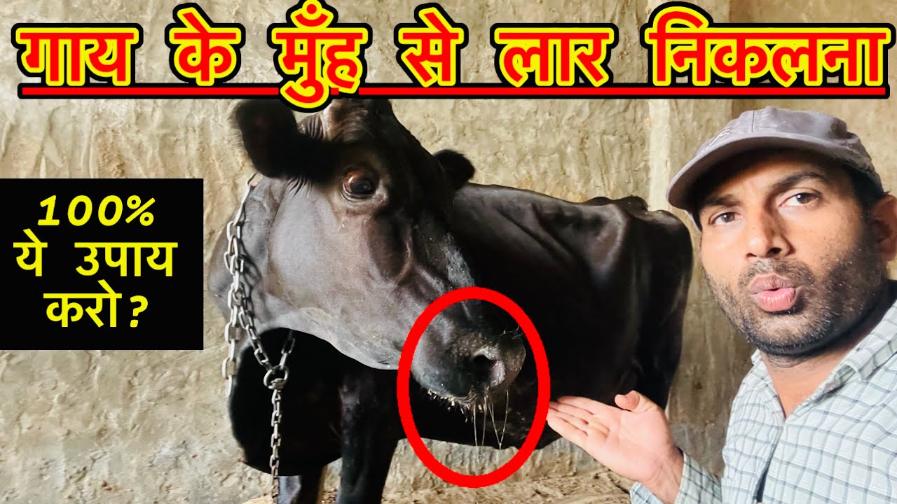 पशु के मुँह से लार का गिरना🥱कारण लक्षण उपाय क्या है।गाय का झाग दिखाना।