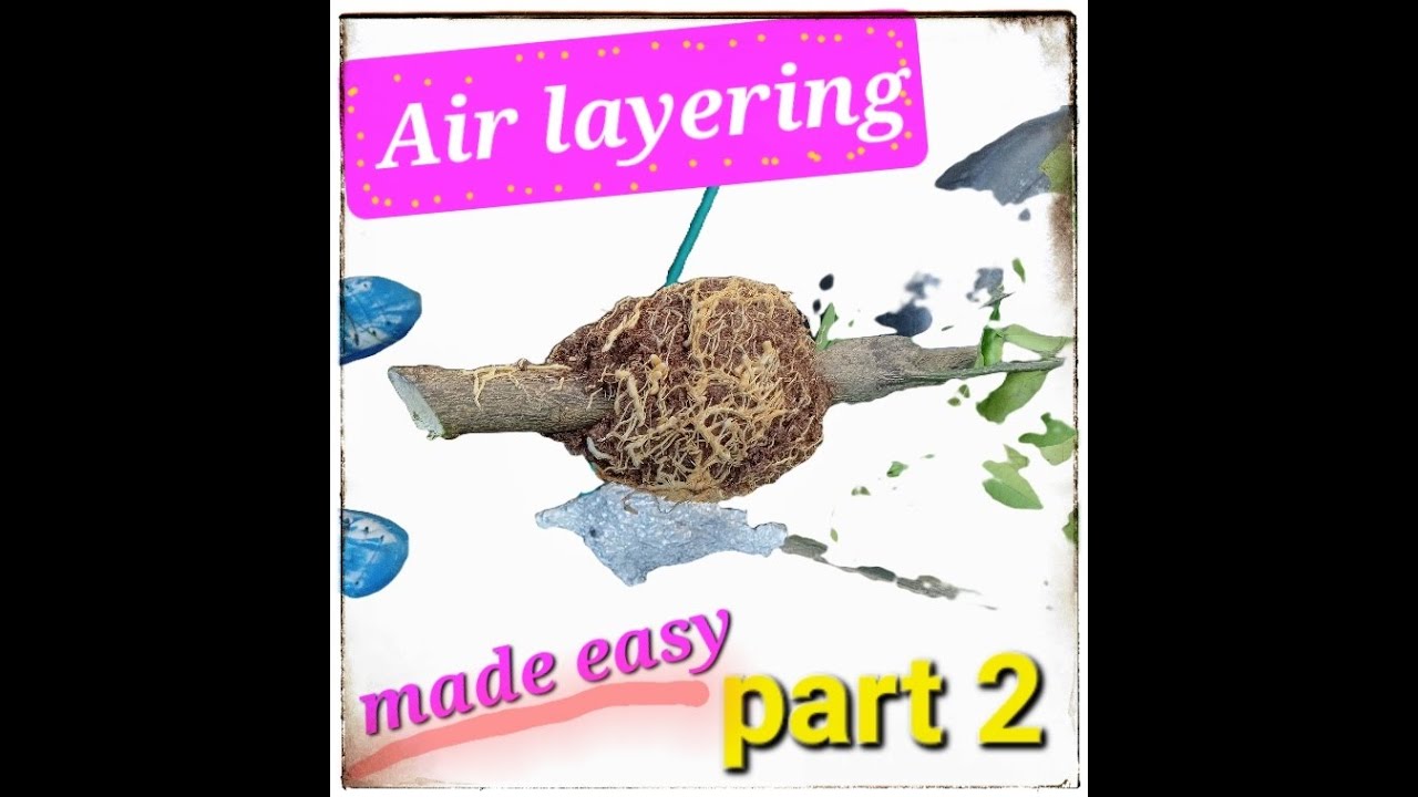Air layering made easy, part 2. You can do it good luck