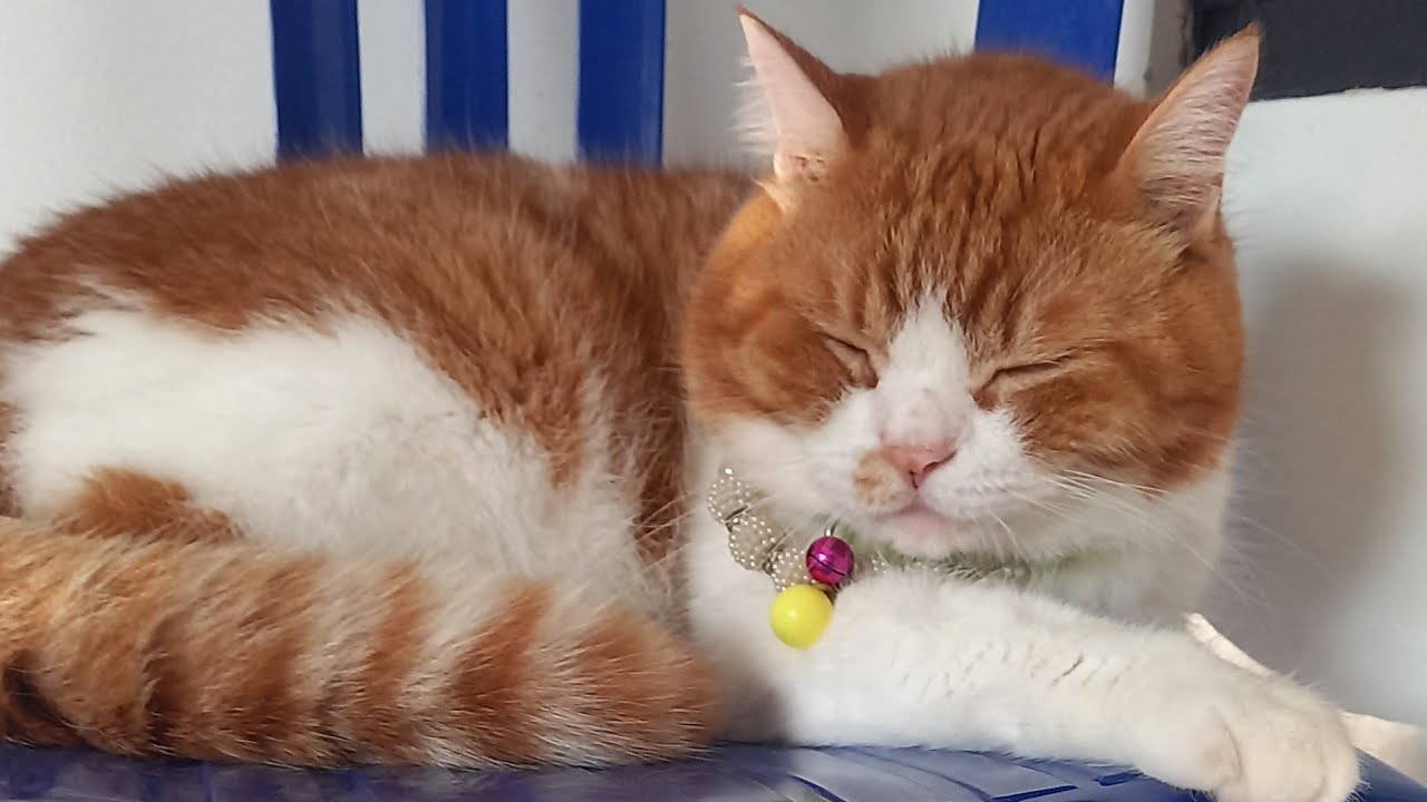 BAO BAO AND NDUT NDUT is live!GOOD MORNING...WOW CERAH🥰😍@baobaoandndut#catlover#live#cerah#cutecats