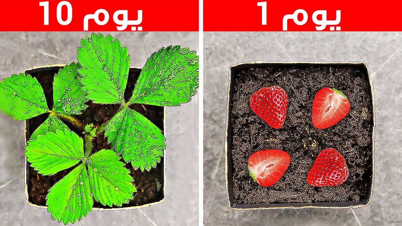 ٣١ حيلة مدهشة للزراعة في المنزل