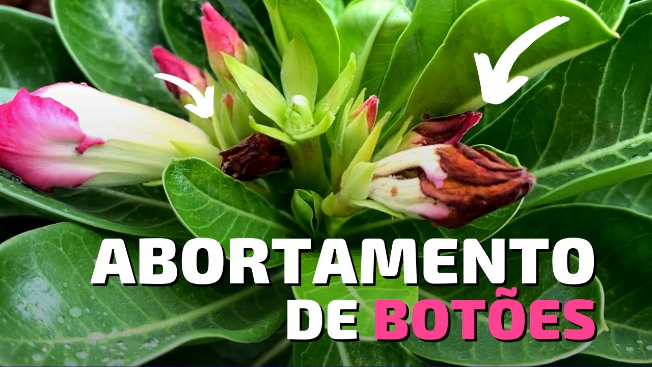 ABORTAMENTO de BOTÕES nas Rosas do Deserto: O Que Causa, Como Evitar e O Que Fazer??