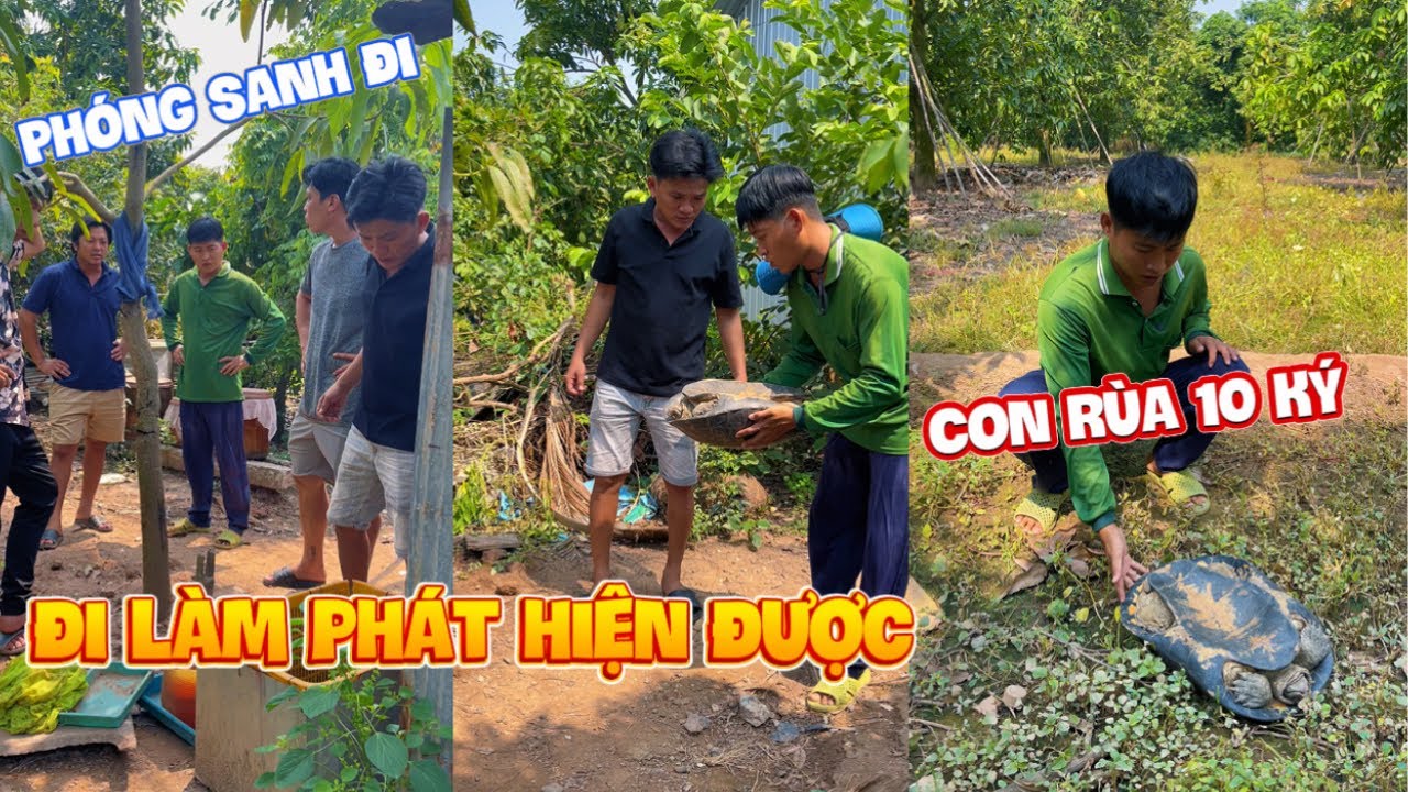 Đi đồng vô tình gặp ngay con vật có hình dạng như rùa nặng 10 ký |TeamHoài PhongTV