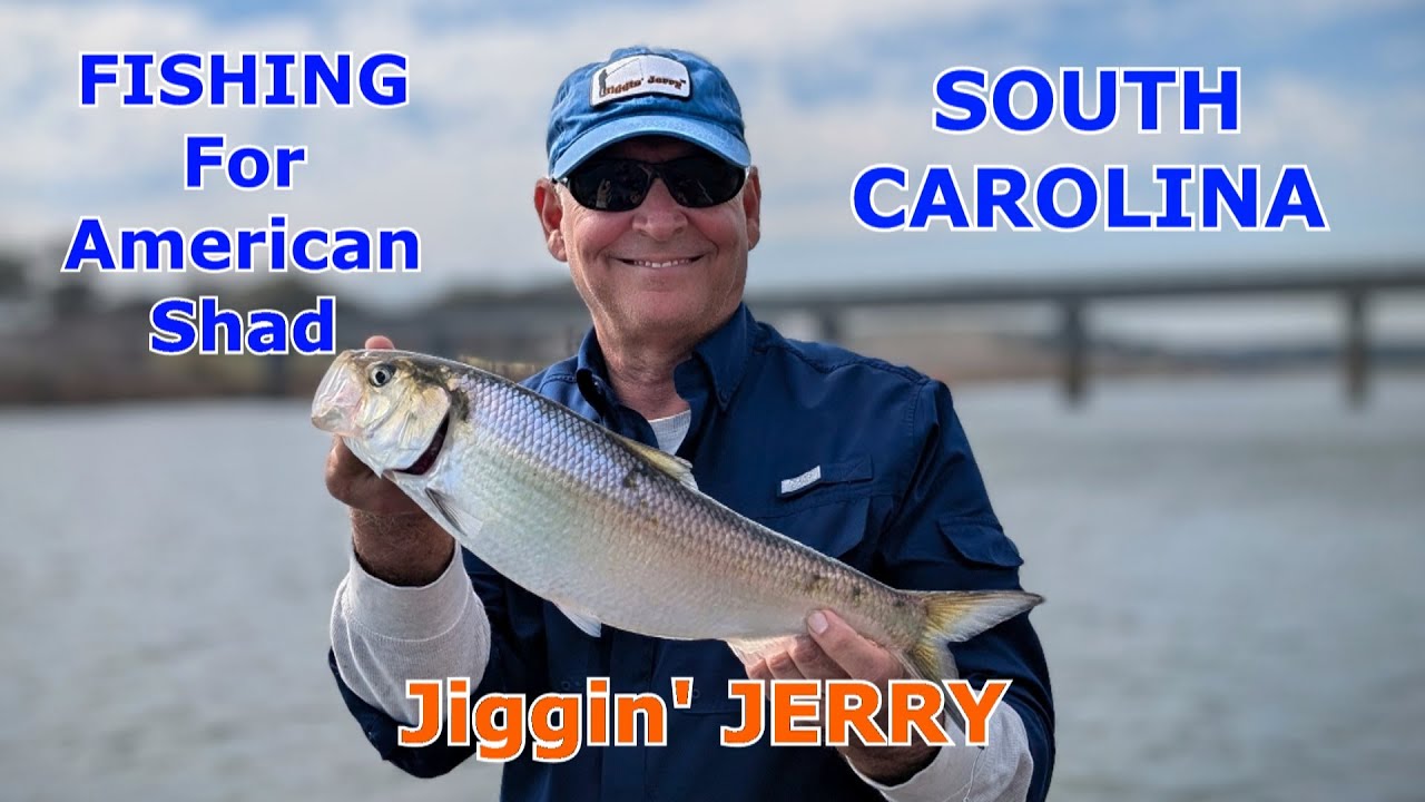 Great Fight! Fast Long runs, Ultra Light Line. AMERICAN SHAD!