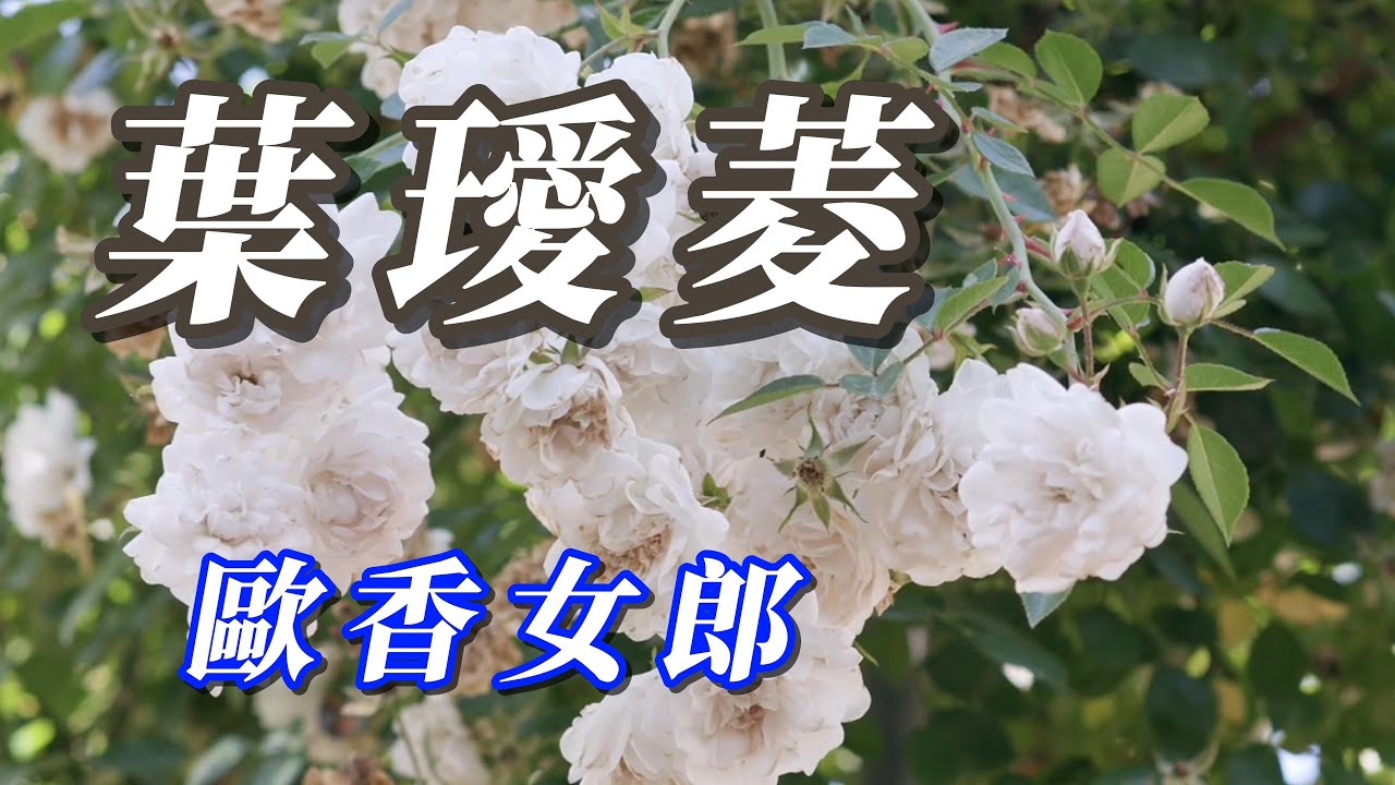 （葉璦菱）歐香女郎（用心分享謝謝）🦁🦁🦁🦁🐻🐱