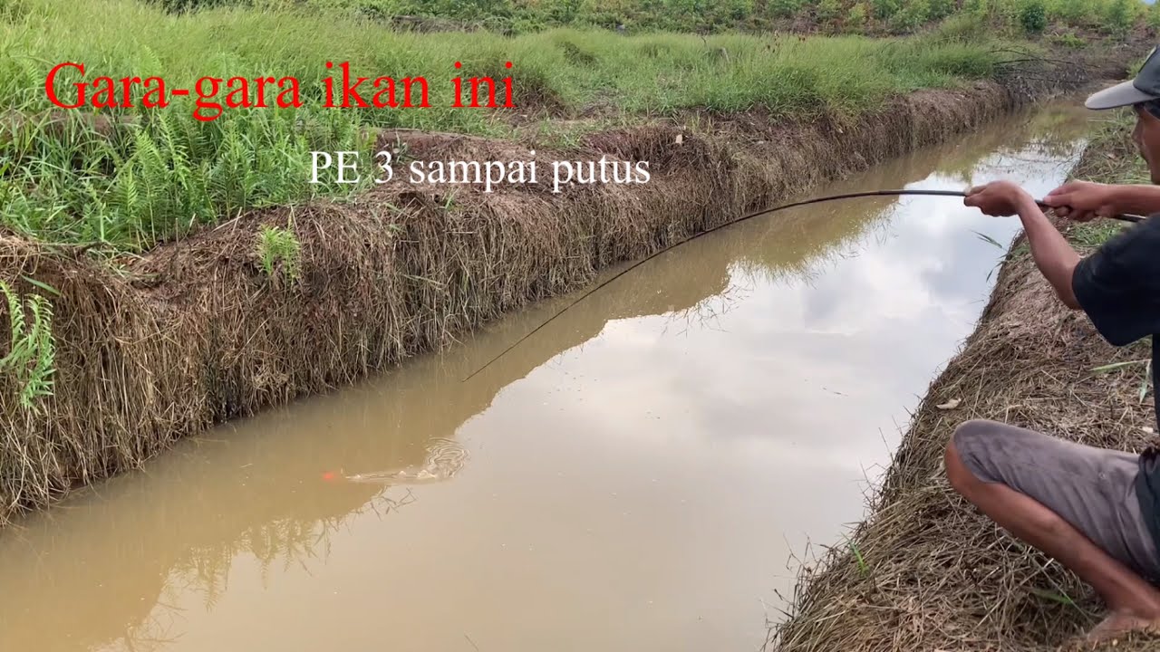 LEMES YA ALLAH!!! JORAN PATAH SENAR PUTUS SAMPAI NGGAK PERCAYA DI SINI ADA IKAN BESAR NYA
