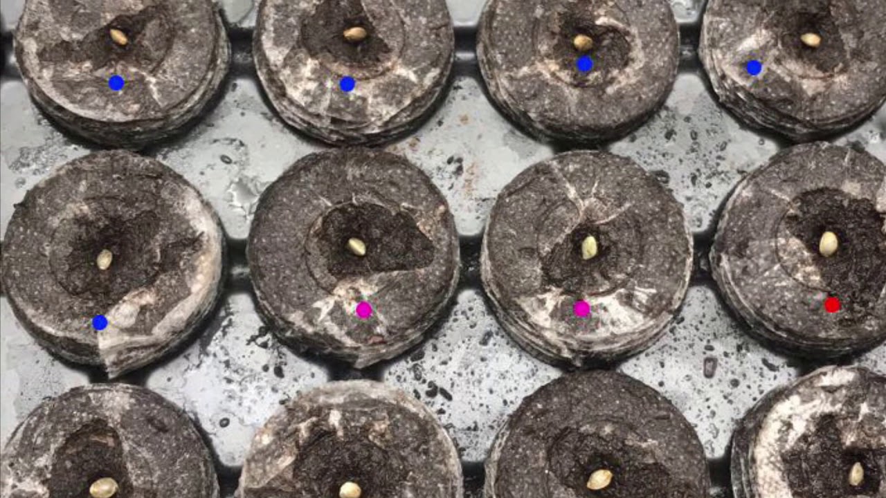 MSNL Seed Germination