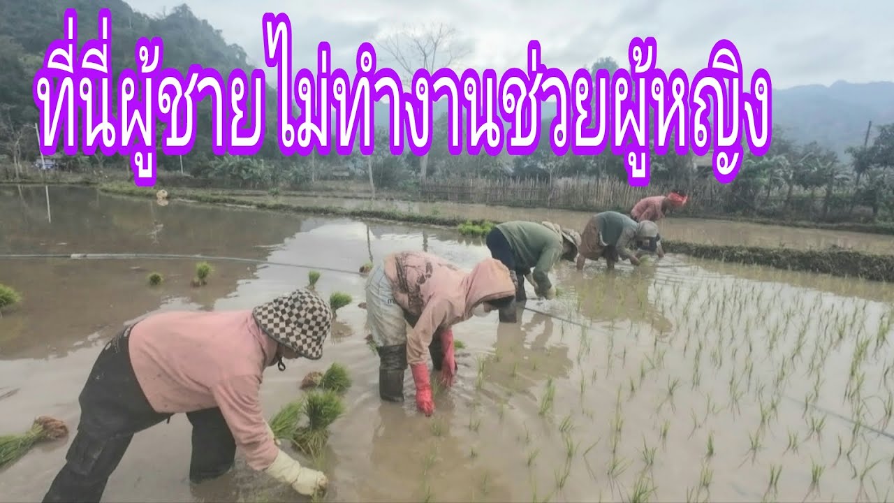 แต่งงานแล้วต้องรับใช้ผู้ชายหญิงชนเผ่า