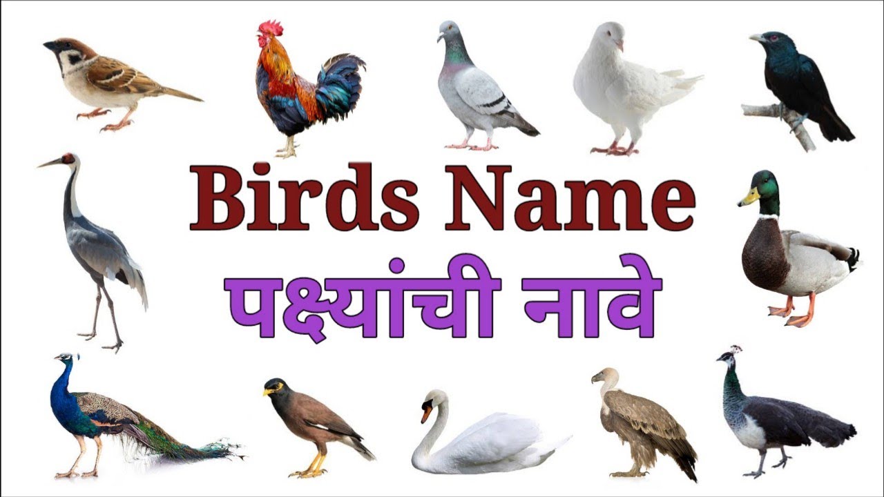Birds Name in English and Marathi/पक्ष्यांची नावे