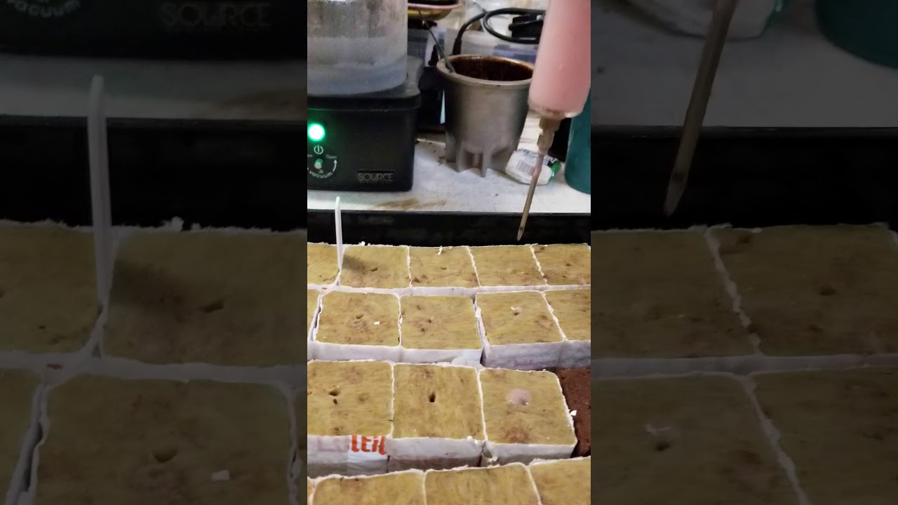 Injecting clone gel into root cubes