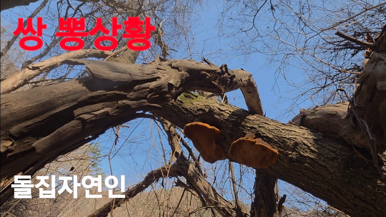 산을넘고 다시 넘어오다 만났습니다 #벌나무즙 #칡즙